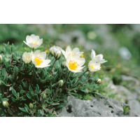 Dryas octopetala / Dryádka osemlupienková, K9