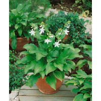 Hosta ´Royal Standard´ / Hosta / Funkia, C1