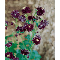 Aquilegia vulgaris Black Barlow / Orlíček obyčajný, bal. 2 ks, I