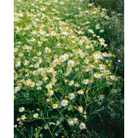 Boltonia asteroides 'Snowbank' / Boltónia, K9