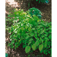 Epimedium youngianum ´Roseum´ / Krpčiarka ružová, K9