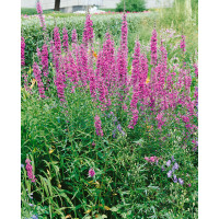 Lythrum virgatum ´Dropmore Purple´ / Vrbica prútnatá, C1,5