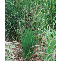 Molinia caerulea ´Heidebraut´ / Bezkolenec, K9