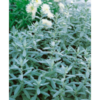 Artemisia absinthium 'Lambrook Silver' / Palina pravá, absint, K9