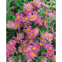 Dendranthema rubellum (Chrysanthemum). ´Clara Curtis´ / Chryzantéma, K9