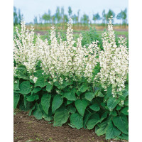 Salvia sclarea var. Turkestanica / Šalvia muškátová, K9