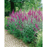 Lythrum salicaria / Vrbica vŕbolistá, C1,5