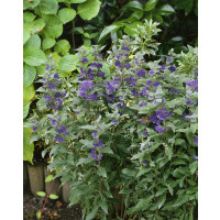 Caryopteris cland. ´Grand Blue´ / Bradavec, 30-40 cm, C2