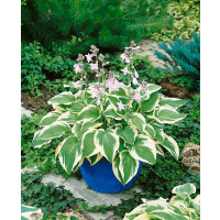 Hosta ´Wide Brim´ / Hosta / Funkia, C1