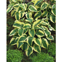 Hosta 'Mama Mia' / Funkia, C2