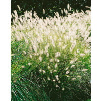 Pennisetum alopecuroides ´Hameln´ / Perovec, K9