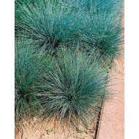 Festuca cinerea ´Blauglut´ / Kostrava sivá, K9