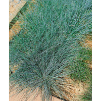Festuca cinerea ´Azurit´ / Kostrava sivá, K9