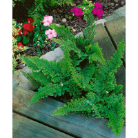 Polystichum setiferum ´Plumosum´ / Papraďovec štetinatý, K9