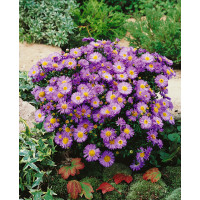 Aster novi belgii ´Dauerblau´ / Astra novobelgická modrá, K9