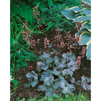 Heuchera americana ´Dale Strain´ / Heuchera americká, K9