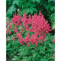 Astilbe japonica 'Köln' / Astilba japonská, K9