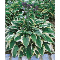 Hosta ´Wide Brim´ / Hosta / Funkia, C1