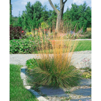 Festuca amethystina / Kostrava ametystová, K9