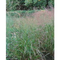 Panicum virgatum ´Squaw´ / Proso, K9