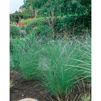 Miscanthus sinensis ´Kleine Silberspine´ / Ozdobnica čínska striebornoružová, K11