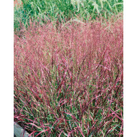 Panicum virgatum ´Shenandoah´ / Proso, K9
