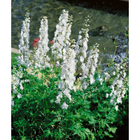 Delphinium cultorum ´Galahad´ / Stračonôžka biela, K9