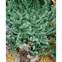 Helichrysum petiolare ´Silver Mini´ / Helichrysum, bal. 6 ks, 6x K7