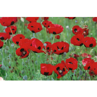 Papaver orientale ´Brillant´ / Mak východný, K9