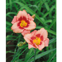 Hemerocallis 'Strawberry Candy' / Ľaliovka, K13