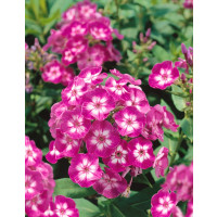 Phlox paniculata 'Laura' / Flox metlinatý, K9