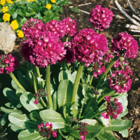 Primula dent. ´Rubin´ / Prvosienka zúbkatá karmínovočerv., K9