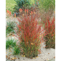 Panicum virgatum 'Hänse Herms' / Proso prútnaté, K9