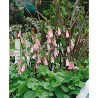 Campanula punctata ´Elizabeth´ / Zvonček bodkovaný, K9