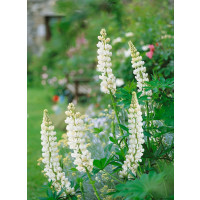 Lupinus ´Gallery White´ / Vlčí bôb, K9