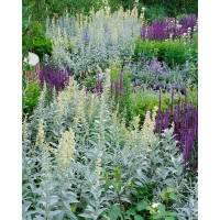 Artemisia ludoviciana 'Valerie Finnis' / Palina , K9