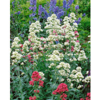 Centranthus ruber ´Albus´ / Centrant biely, K9