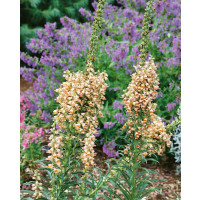 Digitalis ferruginea 'Gelber Herold´/ Náprstník, C1,5
