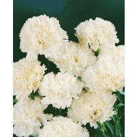 Dianthus ´Perfume Pinks® ´Memories´ / Voňavý klinček, bal. 6 ks, 6x K7