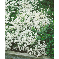 Achillea ptarmica ´The Pearl´ / Rebríček, K9