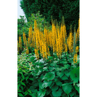 Ligularia stenocephala / Jazyčník, K14