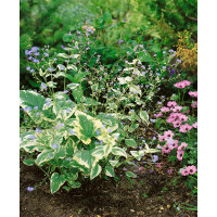 Brunnera macrophylla 'Variegata' / Brunera veľkolistá , K13