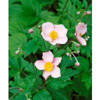 Anemone hupehensis ´Pink Saucer´ / Veternica Hupénska biela až ružová, C1,5