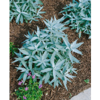 Artemisia absinthium 'Lambrook Silver' / Palina pravá, absint, K9