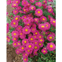 Aster novi-belgii 'Karminkuppel' / Astra novobelgická, K9