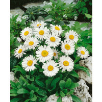 Aster alpinus ´White Beauty´ / Astra alpínska, K9