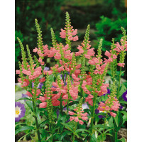 Physostegia virginiana ´Rosea´ / Fizostégia viržínska, K9