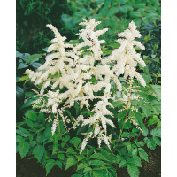 Astilbe japonica 'Deutschland' / Astilba japonská, K9
