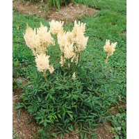 Astilbe arendsii ´White Gloria´ / Astilba biela, C1
