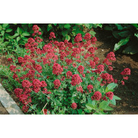 Centranthus ruber ´Coccineus´ / Centrant červený, K9